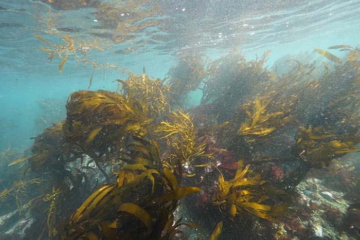 銚子の海中では大型の海藻、アラメやオオバモクがあちこちで見られる（写真／（株）渋谷潜水工業）