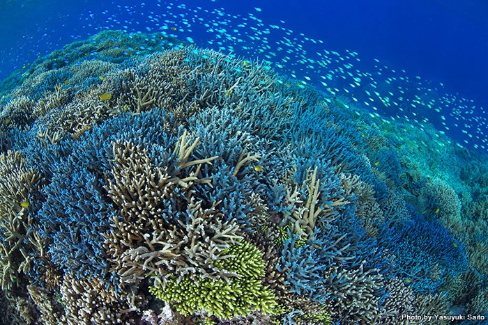 美しいサンゴ礁が広がる沖縄の海。ここに赤土等が流出すると……