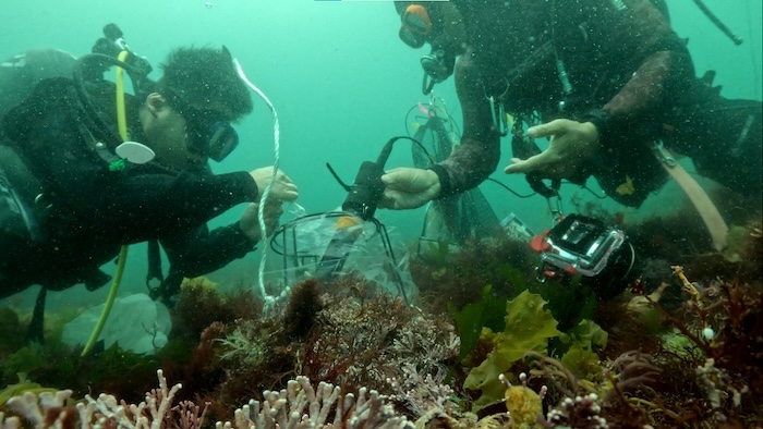 海藻の光合成を測定する調査風景。袋で覆った海藻がどのくらい光合成をするかを測定。同じ場所に留まり、10分間センサーで袋の中の海水を混ぜながら放置する　Photo by Tara Ocean Japan