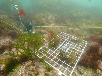 どんな魚がどれくらい海藻を食べに来るのかを測定。金属網に海藻を付け、近くにはタイムラプスカメラを設置する　Photo by Tara Ocean Japan