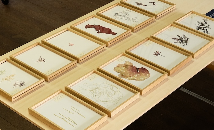 香川県三豊市粟島の粟島芸術家村で展示中の作品。アーティスト柴田 早穂さんによる「海の記録:海藻押し葉 」　Photo by Tara Ocean Japan