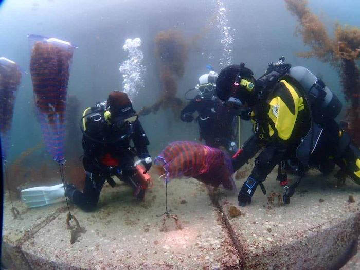 三陸の海では漁師とダイバーが協力して藻場の再生活動を続けている。水中に持ち込む物が多い現場では軽量コンパクトな「ロゴシーズⅡ」が活躍中！　写真／山形カシオ株式会社
