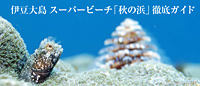 伊豆大島：「秋の浜」徹底ガイド