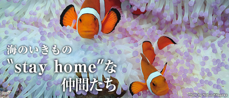 stay home”な仲間たち｜海のいきもの｜海の生き物｜Marine Diving web（マリンダイビングウェブ）