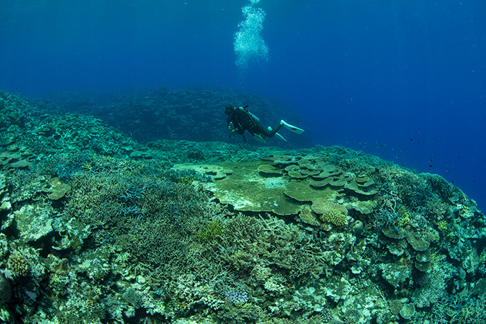 岩礁にたくさんの種類のサンゴが群生している　撮影地：西表島