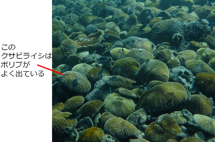 クサビライシが無数に集まっている海底　撮影地：タイ　タオ島