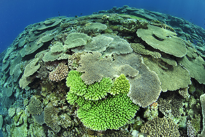 これだけのサンゴ礁をつくるにはどれだけの長い年月がかかっているのでしょう　撮影地：沖縄本島国頭村