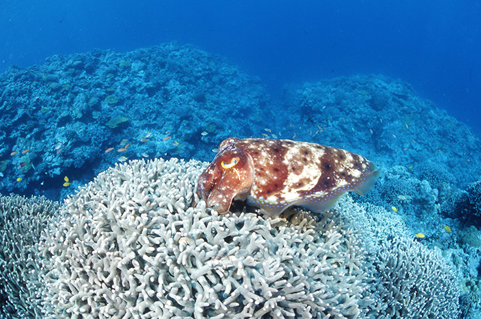 枝状サンゴの隙間に卵を産みつけるコブシメ　撮影地：石垣島