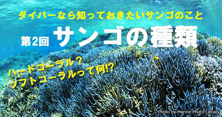 連載：ダイバーなら知っておきたいサンゴのこと 第2回：サンゴの種類