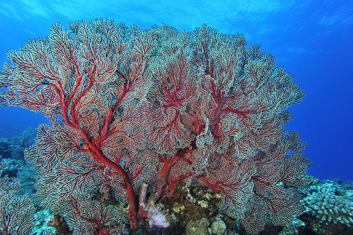真っ赤なイソバナと周りには枝状のサンゴなどが見られる