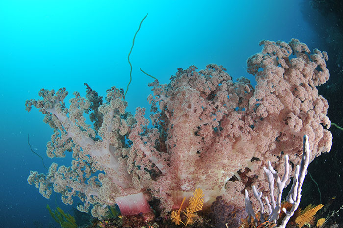ウミトサカと呼ばれるこの美しい生き物もサンゴの一種です　撮影地／伊豆半島