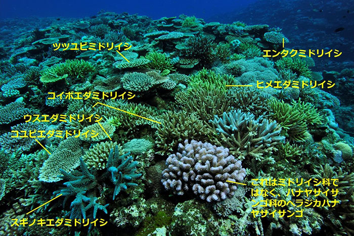 ミドリイシの仲間は特に種類が多い。写真中のサンゴの種類は他の種類である可能性がありますのでご了承ください