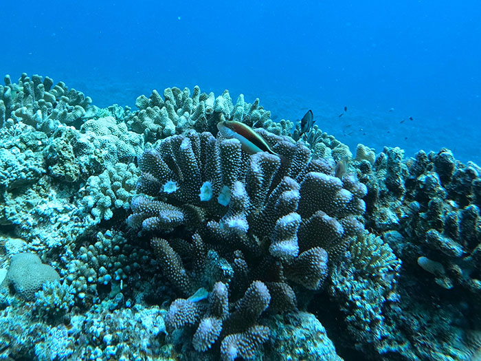 浅瀬のサンゴ礁エリアに多いハナヤサイサンゴの仲間　撮影地／慶良間諸島阿嘉島