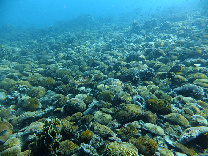 クサビライシの仲間が海底に大集合！　撮影地／タイ　タオ島