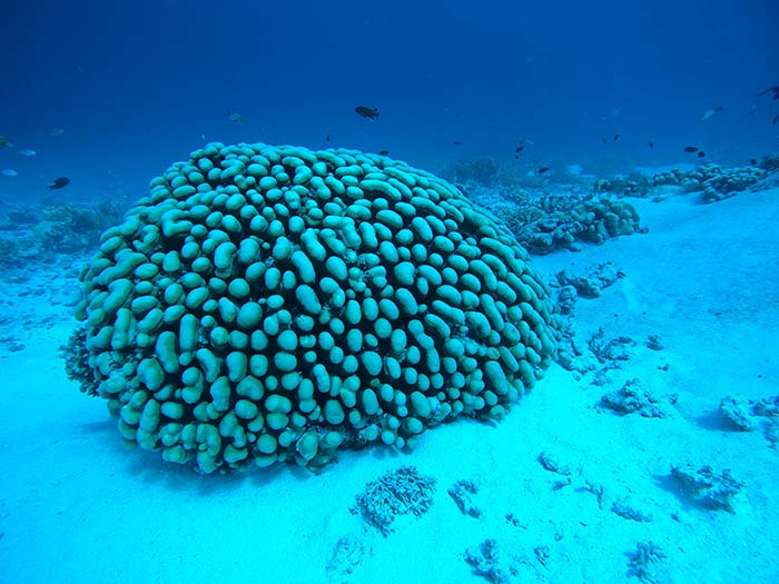 連載：ダイバーなら知っておきたいサンゴのこと 第3回：サンゴ礁のでき