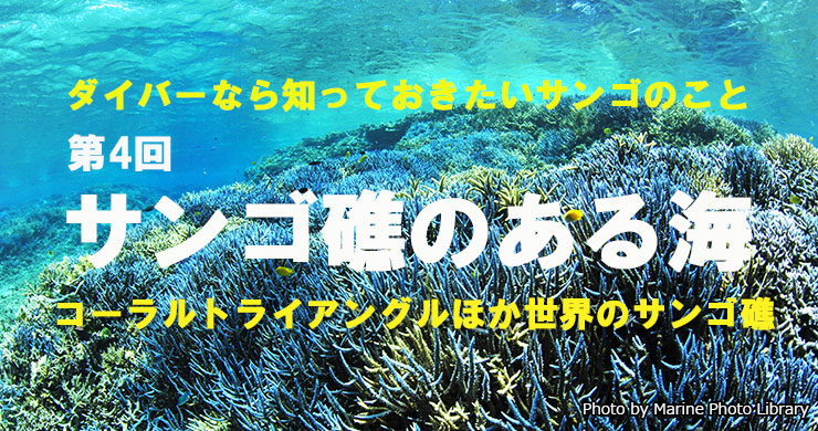 【絶版本、美品】日本の造礁サンゴ類　図鑑　ダイビング　沖縄　底生生物 絶版本、美品】日本の造礁サンゴ類 図鑑 ダイビング 沖縄 底生生物