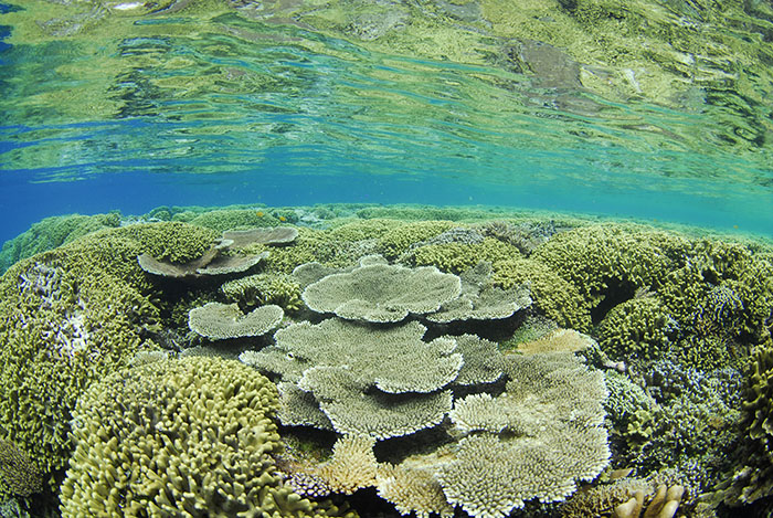 コーラルトライアングルの東端、パプアニューギニアのキンベ湾。この海域は水温が30℃以上になってもサンゴが元気なのも特徴です