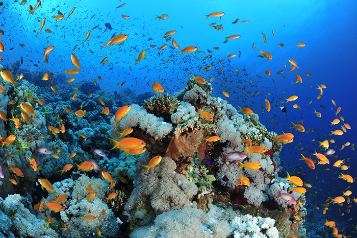 アフリカ大陸とペルシア半島に挟まれた紅海でも美しいサンゴ礁が広がっています