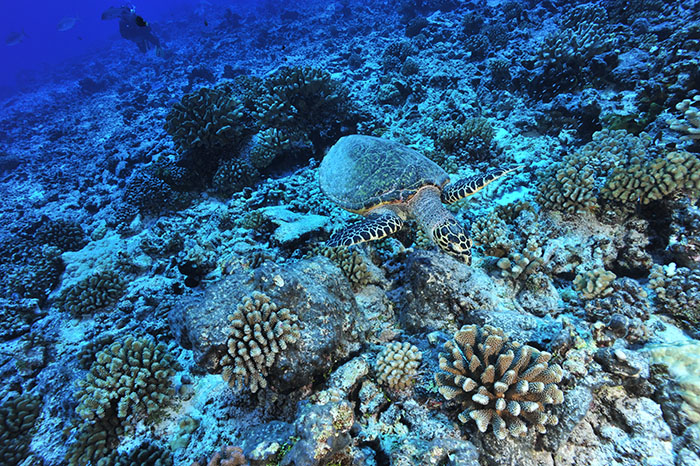 タヒチ　ツアモツ諸島ランギロアの「ティプタパス」では棚上にまばらにサンゴが生息しています。コーラルイーターでもあるウミガメ、タイマイも生息