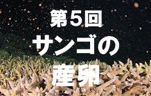 サンゴ連載第5回「サンゴの産卵」