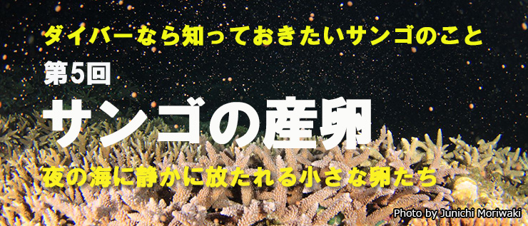 ダイバーなら知っておきたいサンゴのこと