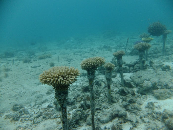 サンゴの植え付け用のサンゴの株を育てている沖縄の海中