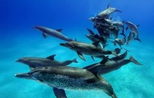 新連載･イルカ見聞録１「絡み合い行動」