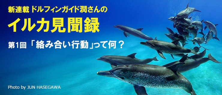 ドルフィンガイド潤さんのイルカ見聞録