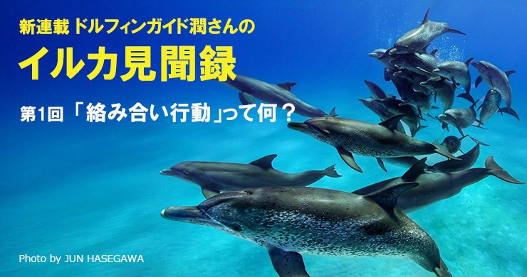うみいるか ドルフィンガイド潤さんのイルカ見聞録 1 イルカの「絡み合い行動