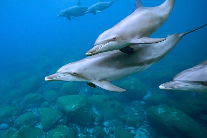 ミナミハンドウイルカの群れ（2023年11月5日 御蔵島）Photo by JUN HASEGAWA