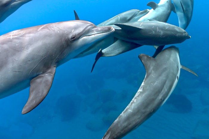 ミナミハンドウイルカの絡み合い行動①（2021年5月30日 御蔵島）Photo by JUN HASEGAWA