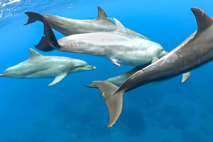 ミナミハンドウイルカの絡み合い行動②（2021年5月30日 御蔵島）Photo by JUN HASEGAWA