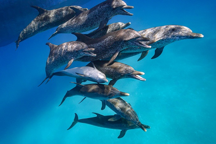 タイセイヨウマダライルカの絡み合い行動①（2024年6月5日 バハマ・ビミニ諸島）Photo by JUN HASEGAWA