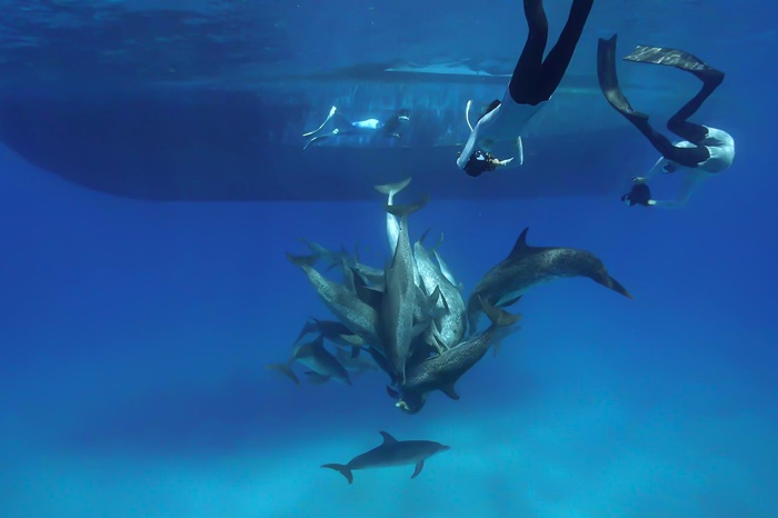 タイセイヨウマダライルカの絡み合い行動②（2024年6月5日 バハマ・ビミニ諸島）Photo by JUN HASEGAWA