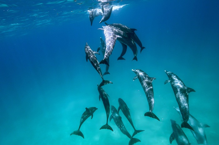 タイセイヨウマダライルカの絡み合い行動と、接近する2頭のハンドウイルカ（2024年6月6日 バハマ・ビミニ諸島）　Photo by JUN HASEGAWA