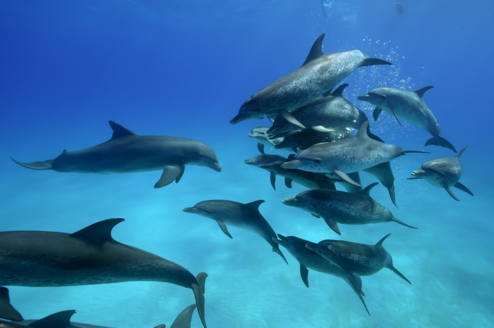2種のイルカ混合の絡み合い行動①（2024年6月6日 バハマ・ビミニ諸島）Photo by JUN HASEGAWA