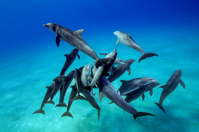 2種のイルカ混合の絡み合い行動②（2024年6月6日 バハマ・ビミニ諸島）Photo by JUN HASEGAWA