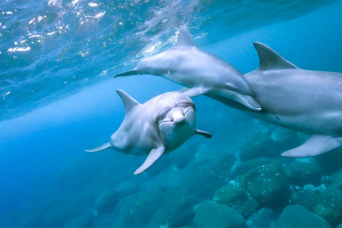 顔を覗き込んでくるミナミハンドウイルカ（2023年11月5日 御蔵島）Photo by JUN HASEGAWA