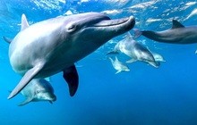 〈新連載〉ドルフィンガイド潤さんのイルカ見聞録 ２利島のイルカ前編