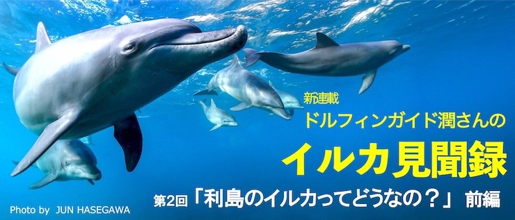イルカ見聞録2 利島のイルカ前編