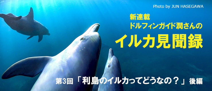 ドルフィンガイド潤さんのイルカ見聞録