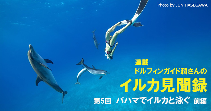 値下げ　レア　高品質　マラカイト　イルカ　ドルフィン 連載〉ドルフィンガイド潤さんのイルカ見聞録5 バハマでイルカと泳ぐ