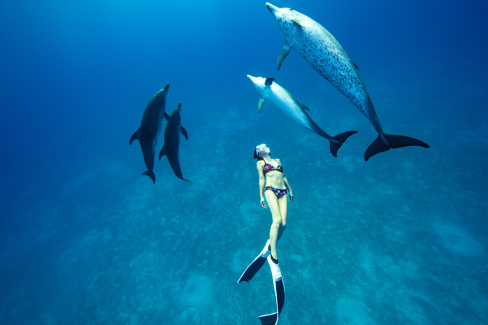 4頭のイルカと泳ぐYuki②(2026年7月20日)バハマ・ビミニ諸島　Photo by JUN HASEGAWA