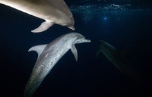 〈連載〉イルカ見聞録6〜バハマのイルカ
