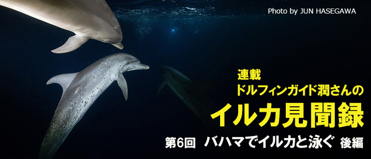 ドルフィンガイド潤さんのイルカ見聞録