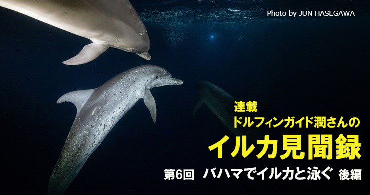 連載〉ドルフィンガイド潤さんのイルカ見聞録6 バハマでイルカと泳ぐ