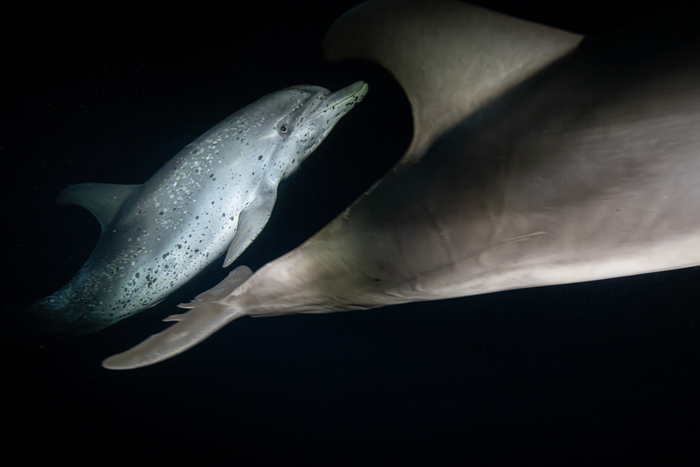 魚を捕食するために泳ぎ回る夜のイルカたち(2026年7月21日 バハマ・ビミニ諸島)　Photo by JUN HASEGAWA
