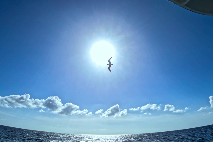 船に寄り添って飛ぶ海鳥(2026年7月19日 バハマ・ビミニ諸島)　Photo by JUN HASEGAWA