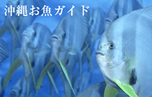 沖縄お魚ガイド