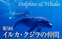 イルカ＆クジラの仲間と、水中撮影のポイント